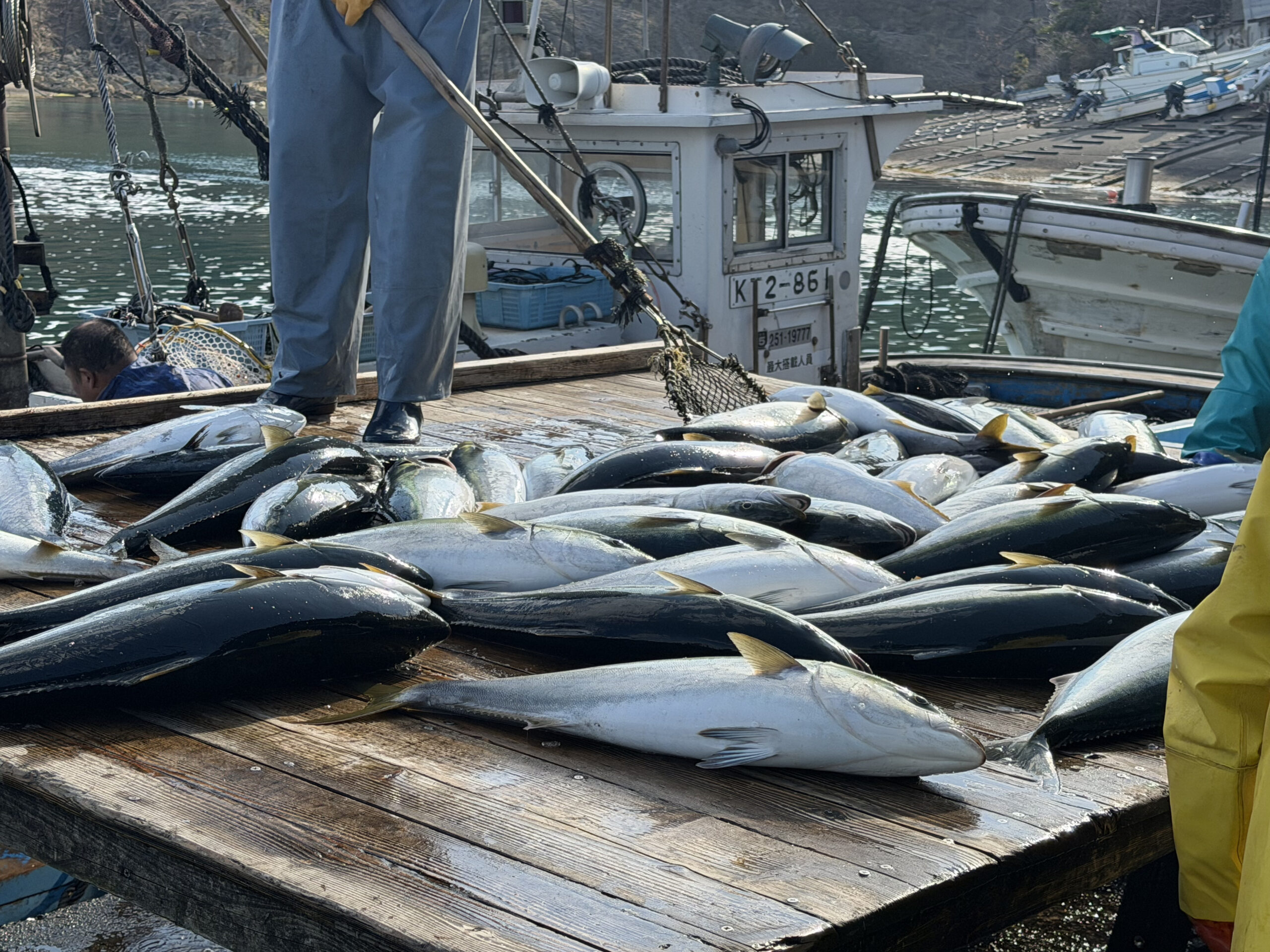 産地直送の鮮魚